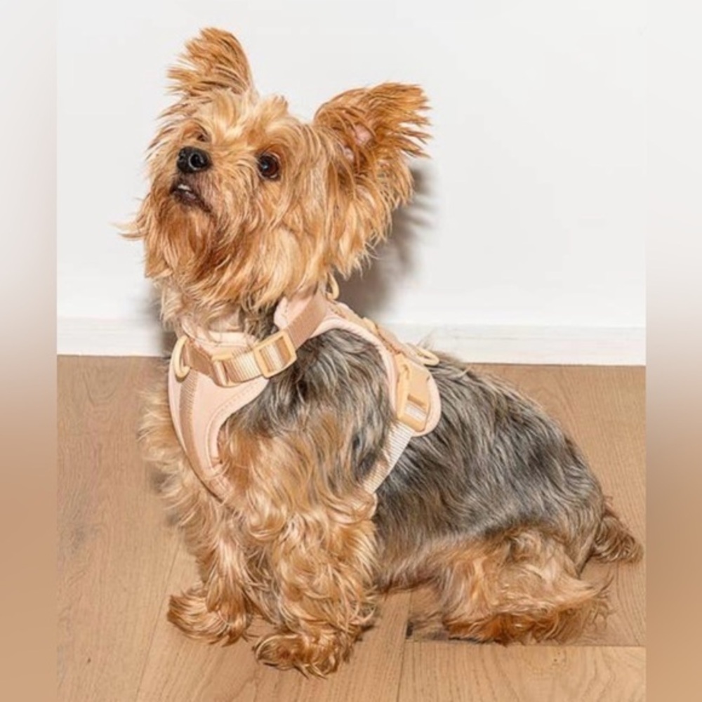 WILD ONE :: HARNESS